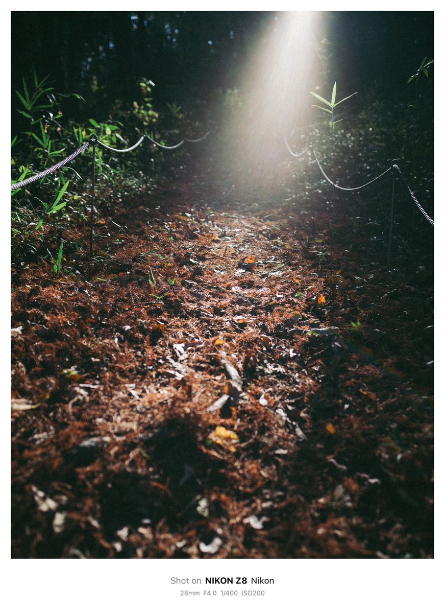 Thypoch Simera 28mm F1.4』のテスト中。 結構色が素直に出ますね。 Z