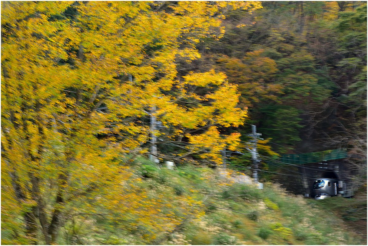 hise_10000's tweet image. 秋に飛び込む。

#LaView
#西武秩父線