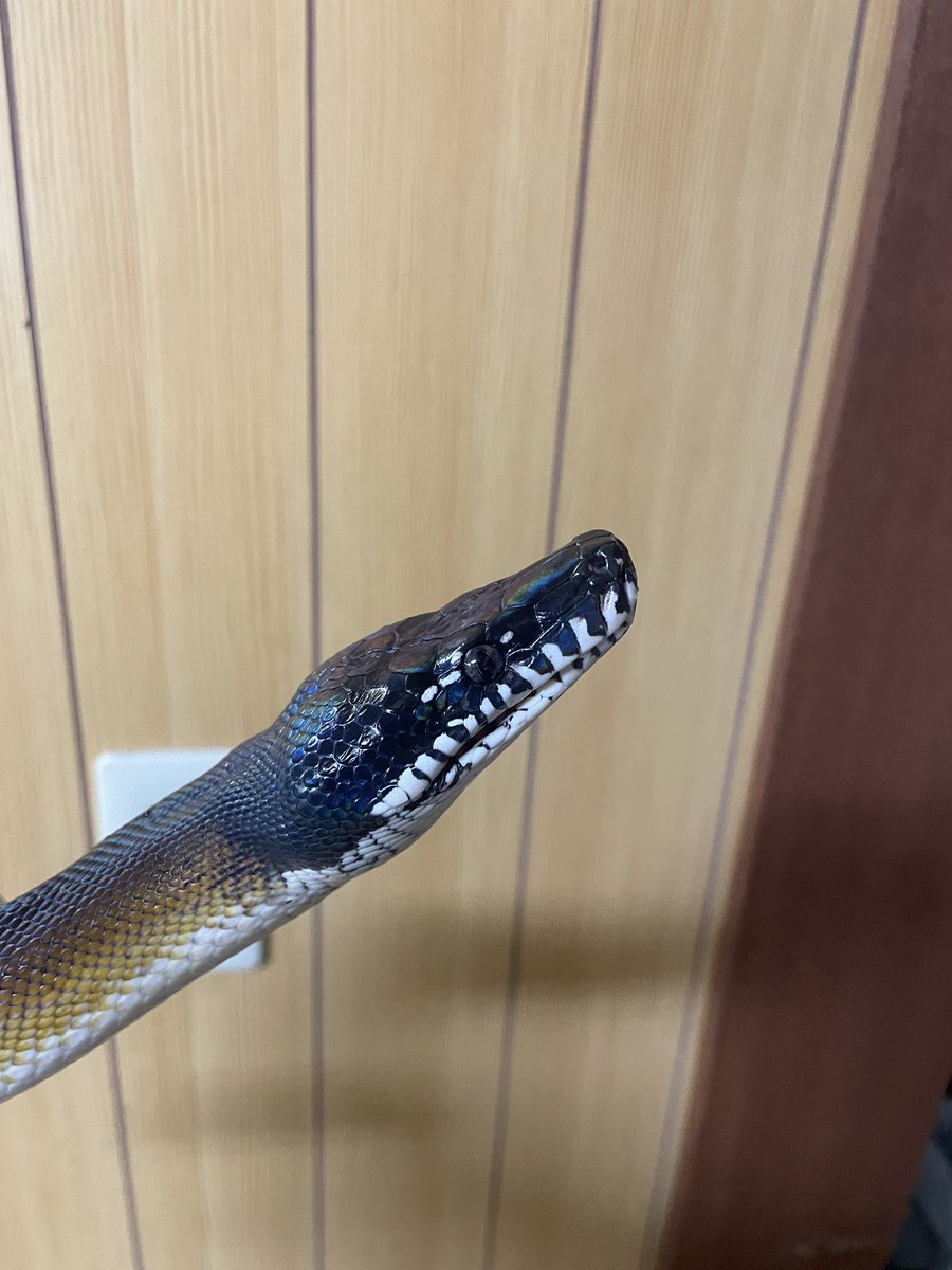 vivariumbar's tweet image. 見た目と実際のサイズ感のギャップが大きい気がする

 #アルバーティスパイソン
 #whitelippedpython