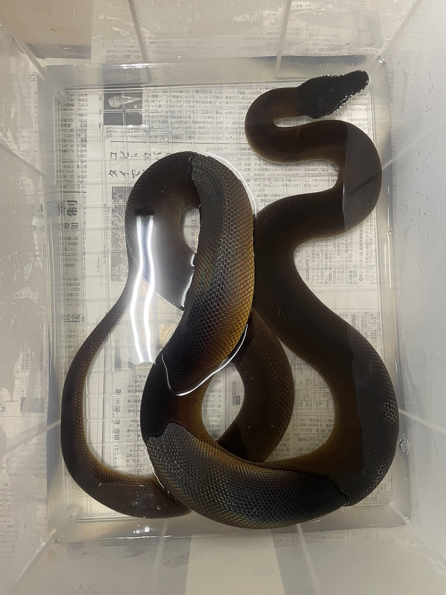 vivariumbar's tweet image. 見た目と実際のサイズ感のギャップが大きい気がする

 #アルバーティスパイソン
 #whitelippedpython