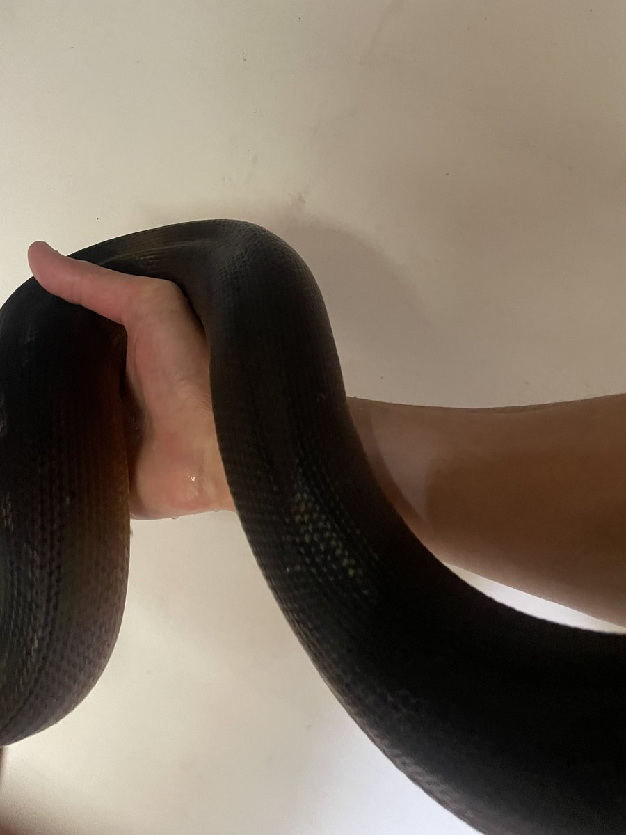 vivariumbar's tweet image. 見た目と実際のサイズ感のギャップが大きい気がする

 #アルバーティスパイソン
 #whitelippedpython