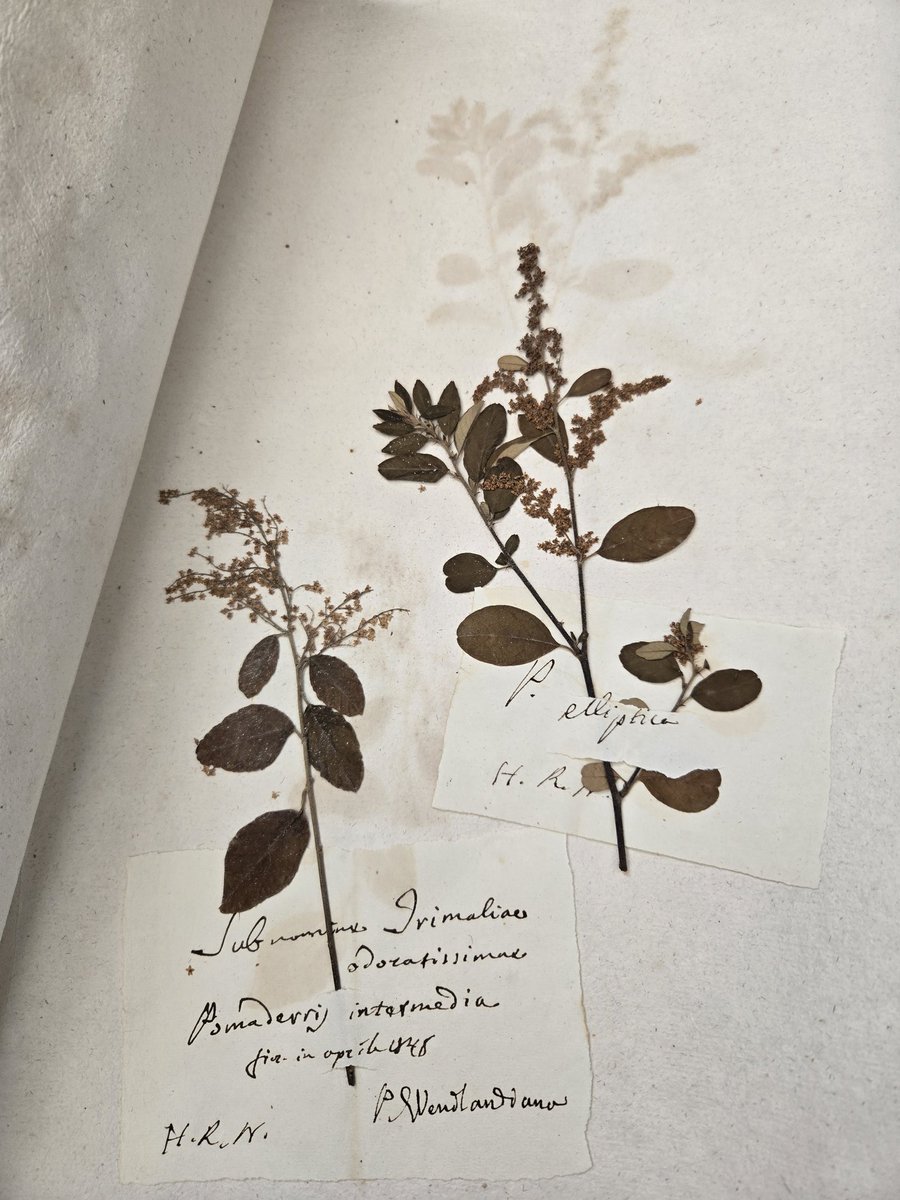 odecastr's tweet photo. Un modo bellissimo per ritornare in un tempo che fu'..... 
..
#historicalherbarium #herbarium #nap #Bio02DNALab #botanicalgarden @UninaIT https://t.co/vBM6fqbmYC