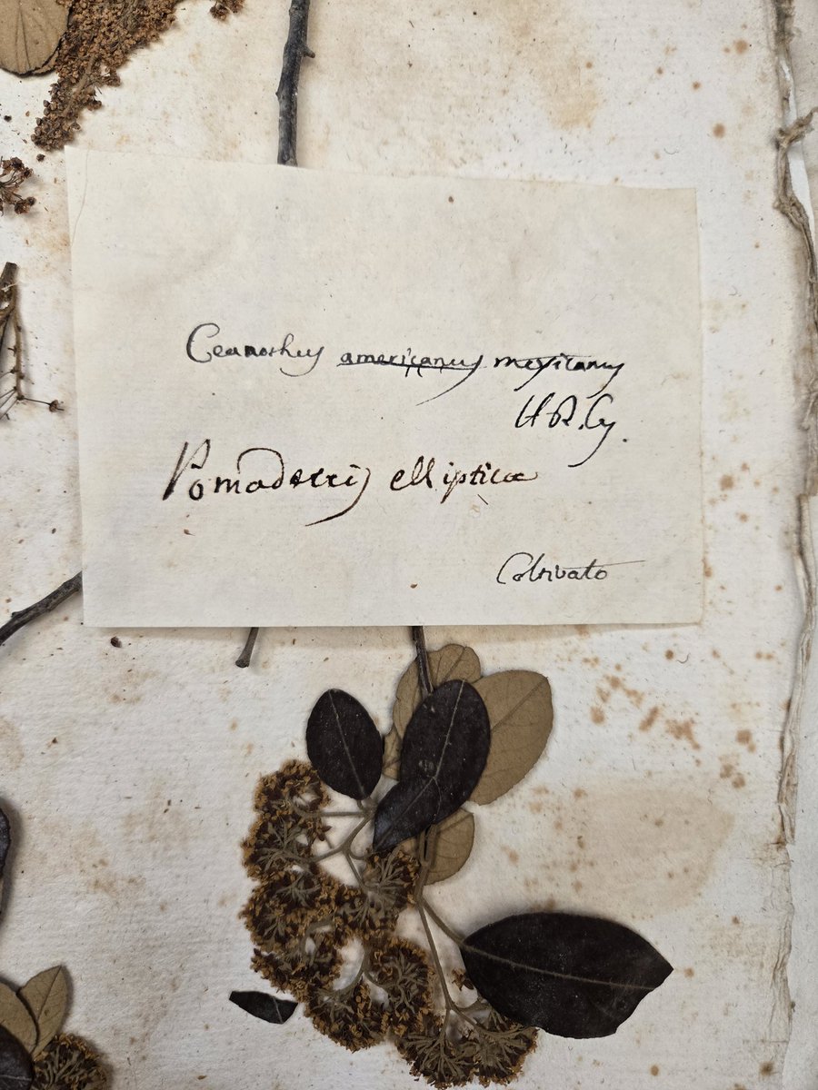 odecastr's tweet photo. Un modo bellissimo per ritornare in un tempo che fu'..... 
..
#historicalherbarium #herbarium #nap #Bio02DNALab #botanicalgarden @UninaIT https://t.co/vBM6fqbmYC