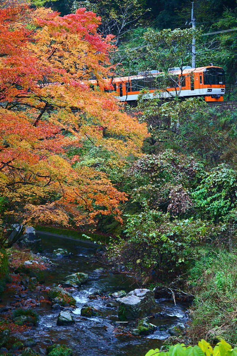 Fumi_Kozuke's tweet photo. ���山電車 きらら https://t.co/uemgc0HfqR