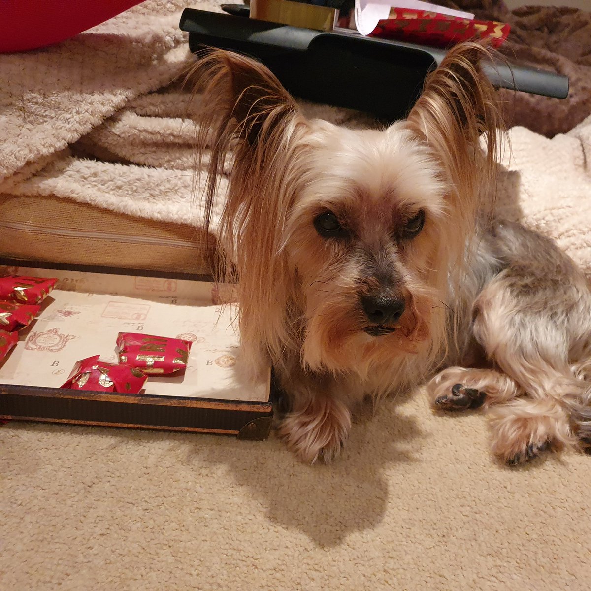 Just layings here mindings my own businesses.
#MrPels #BarkshireFirefighter #Christmas