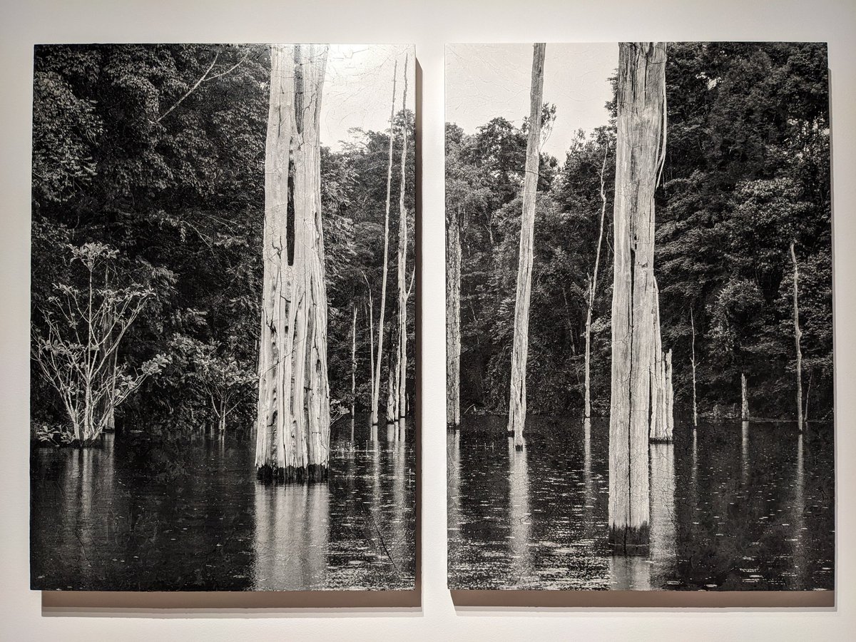 "Décoller-Atterrir", les œuvres sylvestres de Sylvie Bonnot sont à découvrir au château de <a href="/villedetours/">Ville de Tours</a> jusqu'au 1er décembre !

Commissariat @HeleneJagot 👏