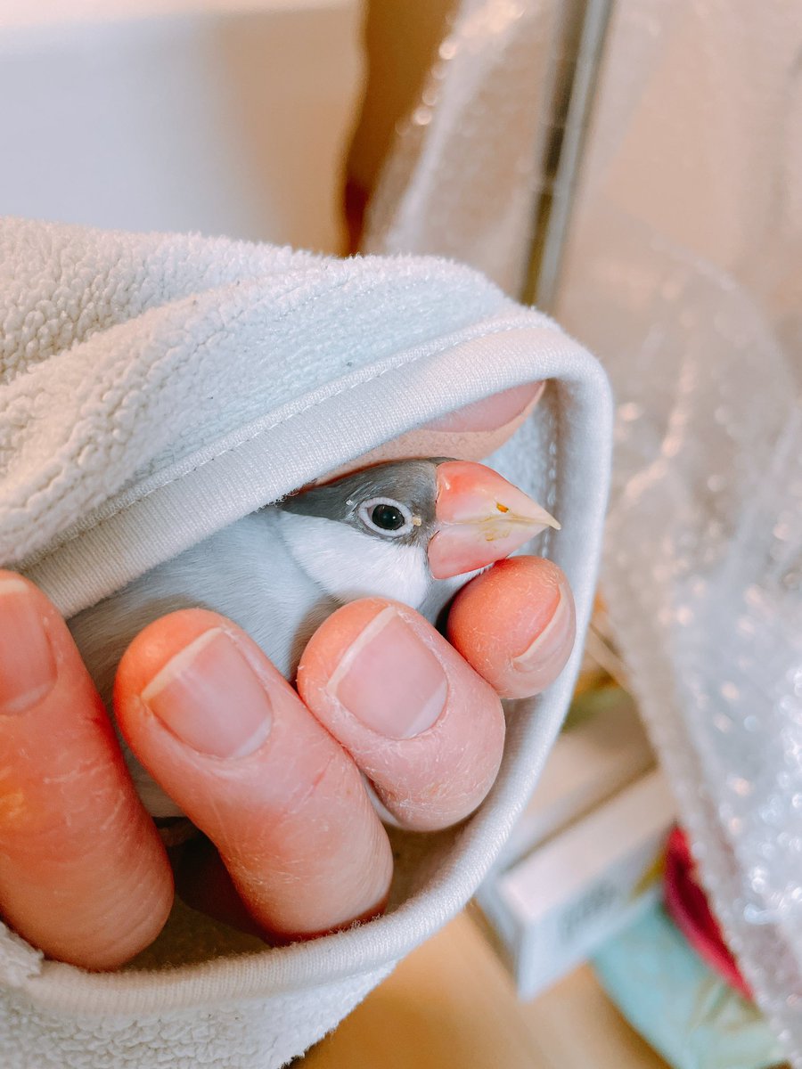 夜の、ぱすてるん🎵

#buncho