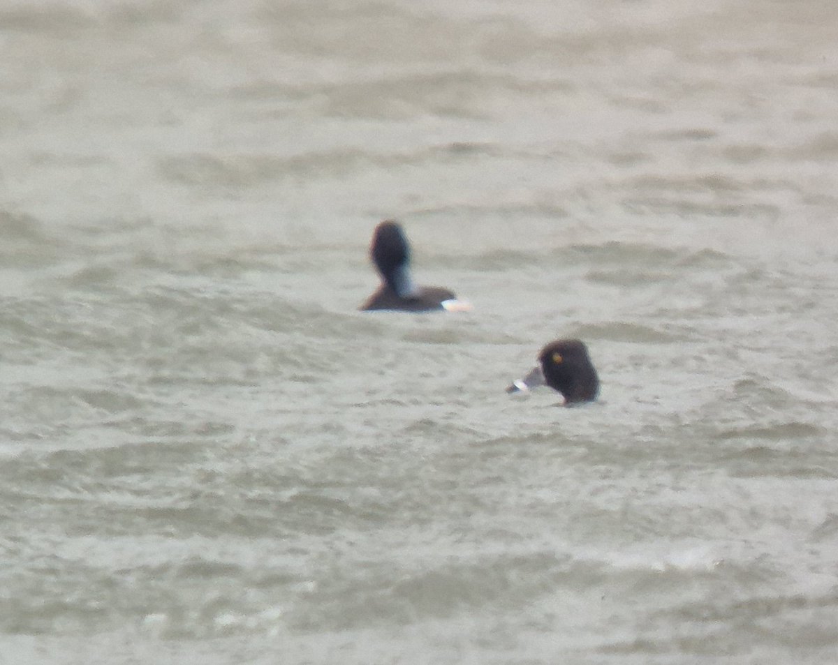 Ring-necked Duck <a href="/Kilvingtonlakes/">Kilvingtonlakes</a> with <a href="/snowboundsheep/">Paper Automaton</a> <a href="/NottsBirders/">Notts Birdwatchers</a>