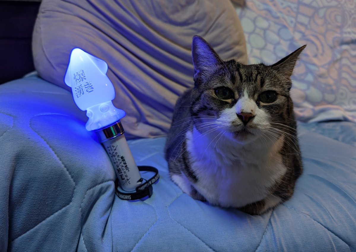 パンフレットで笑って、全員でのエンディングで泣きそうになって。
余韻を愛猫と分かち合いたくてホタルイカ見せたら怪訝な顔された
５年後も参戦出来ますように！
#三四郎ANN武道館
#爆湧きホタルイカ