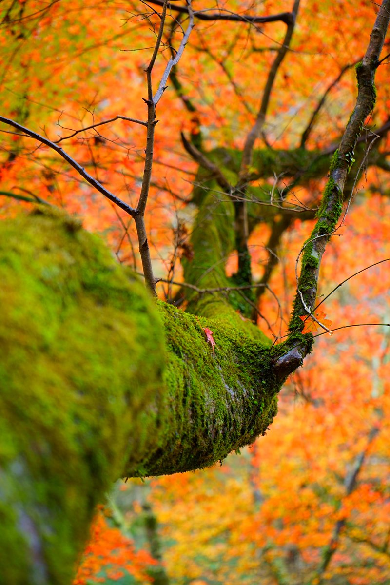 Fumi_Kozuke's tweet photo. #α7ii #α7ll #kyoto  #紅葉2024  #紅葉の名所  #貴船神社  #写真が好きな人と繋がりたい  #写真で���えたい私の世界 

秋を感じますね。 https://t.co/DOJzxAzYi2