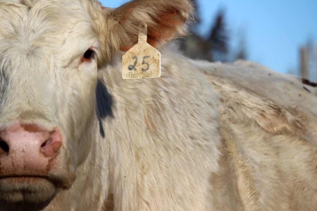 . <a href="/AnneWasko/">Anne Wasko</a> discusses the choice/select spread, heifer placements, and bred-cow prices in this #BeefMarketUpdate: ow.ly/Iyxw50Ue3wI #cdnag #ontag #westcdnag #canadianbeef