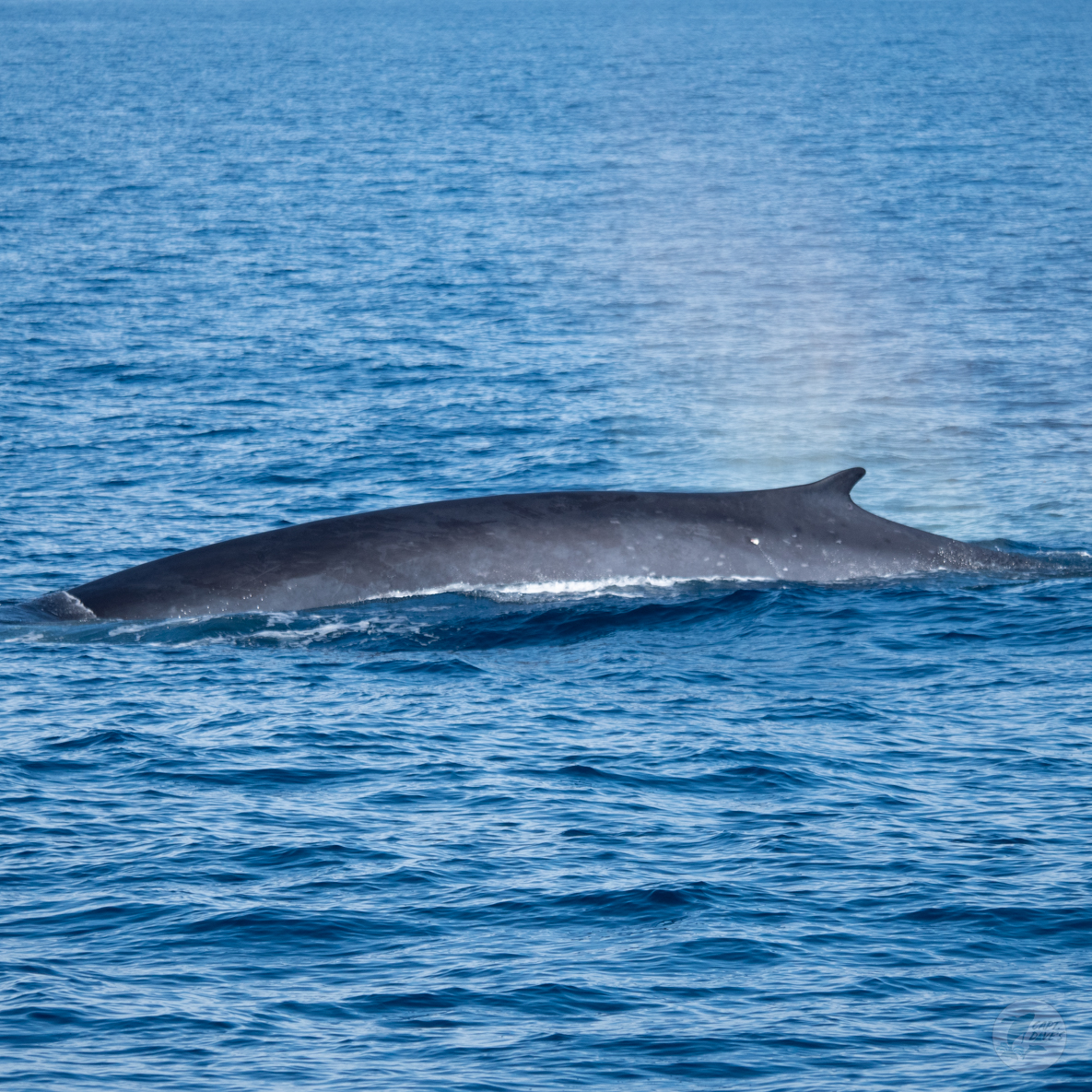 CaptDavesWhaleWatching tweet media