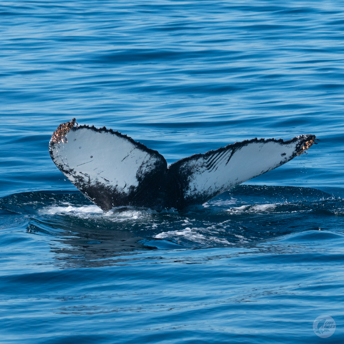 CaptDavesWhaleWatching tweet media