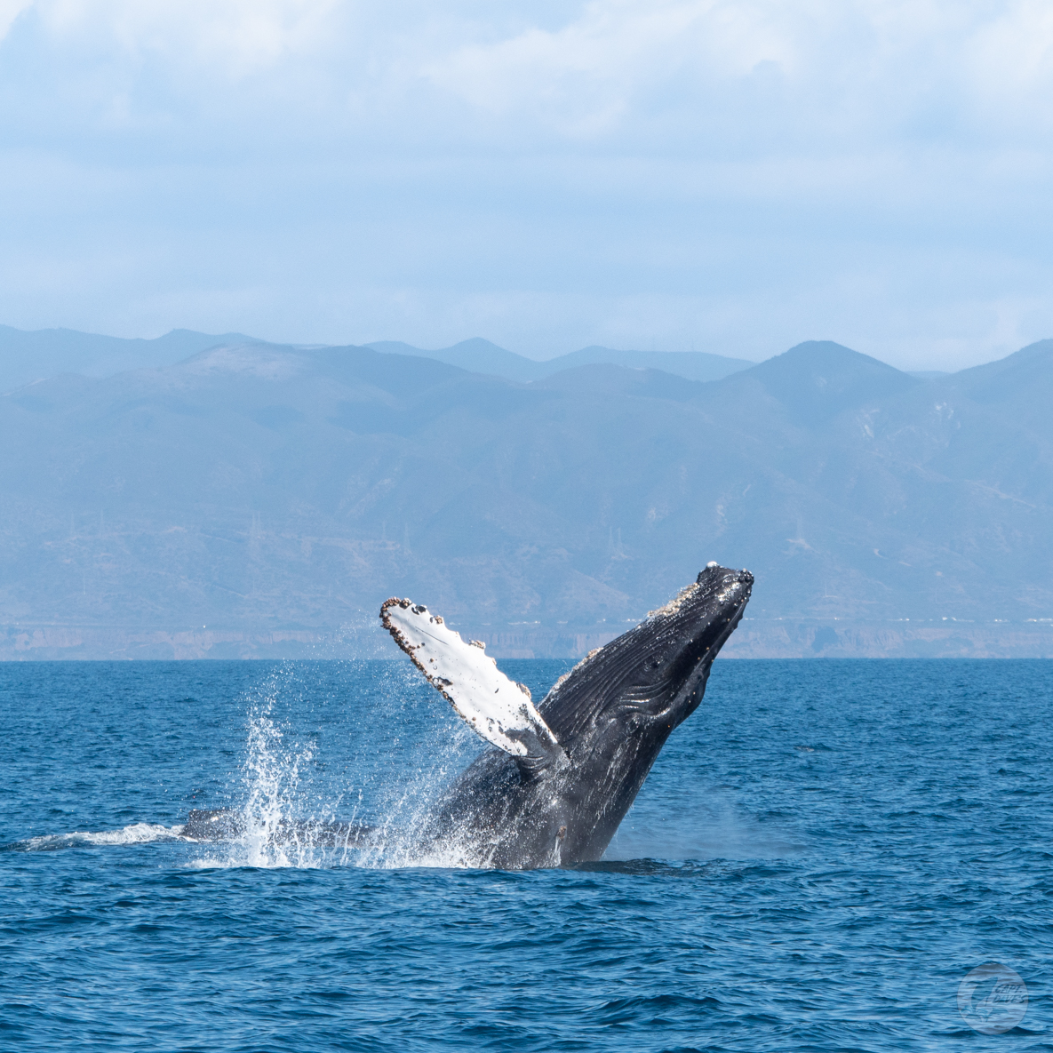 CaptDavesWhaleWatching tweet media