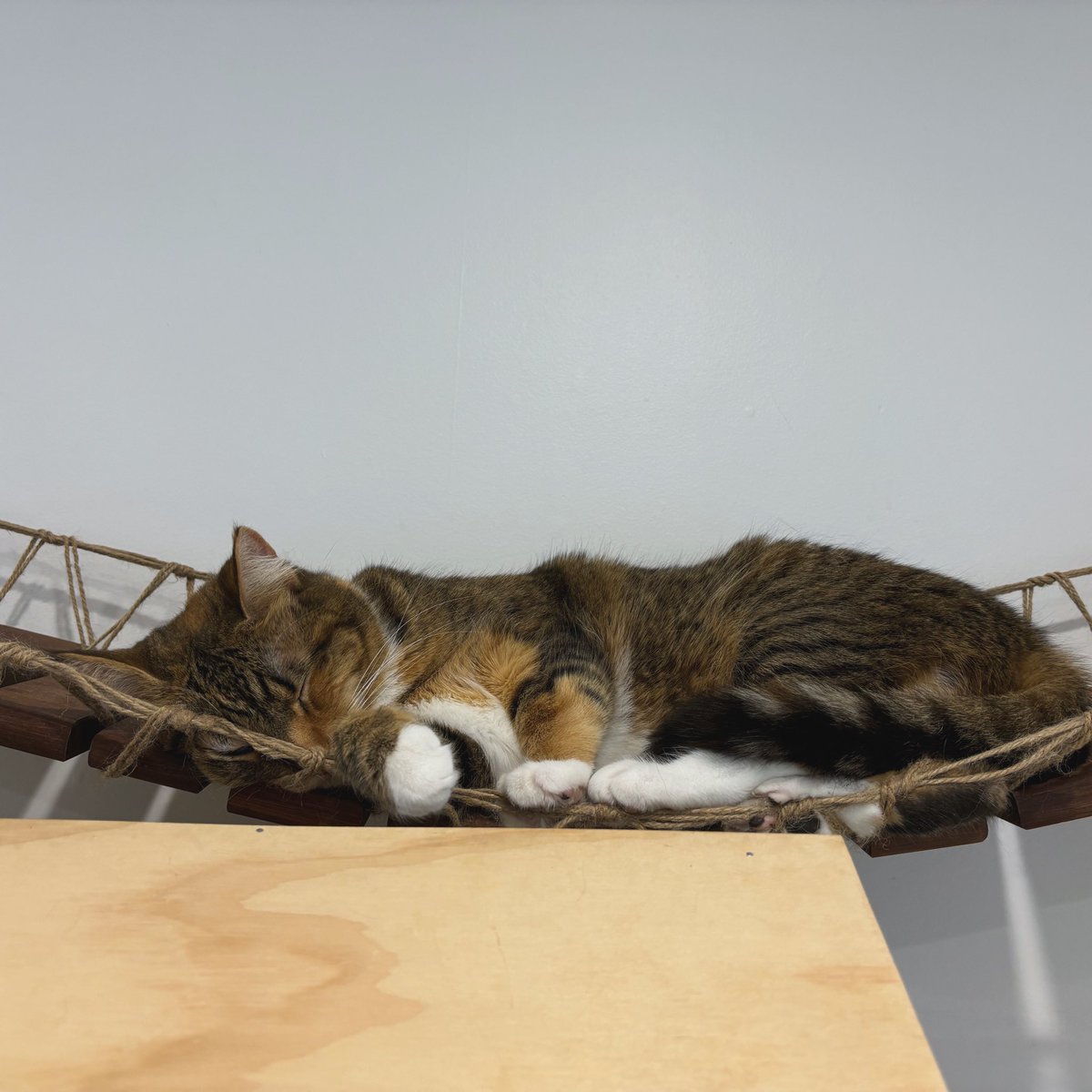 purrsandbeansnz's tweet photo. Our kitties love this purrific @CataCreations bridge as it doubles as a comfy nap spot โค๏ธ๐ค
#Dani #snoozingcat #sleepingcat #catnap #catfurniture #catbridge #catification #purrsandbeans https://t.co/V5kir7wCIR