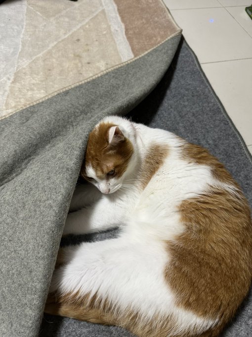 ホットカーペットのここが好きらしい 