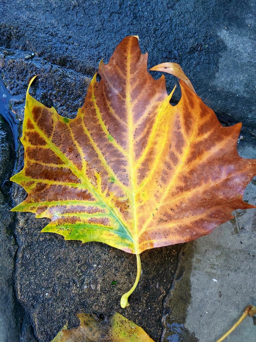 Midgetgems26's tweet photo. #Leafage https://t.co/nO74ym0vXg