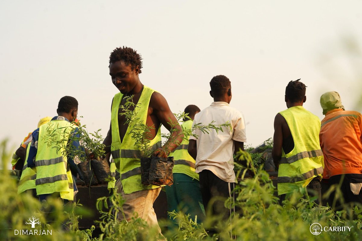 DimarjanAngola's tweet photo. In our journey to reforest Angola, we’ve planted over 31,500 #agroforestry systems. This is just the beginning. Each tree we plant has the power to create livelihoods and combat #ClimateChange. 
#PlantMoreTrees with #Dimarjan &amp; #Carbify #COP29
https://t.co/BwwqWi9dbb https://t.co/VK6fk0PLgy