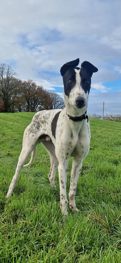 Galway SPCA tweet media