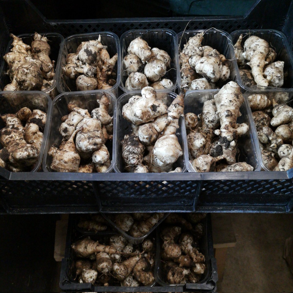 We have our wreath kits (wreath+ bag of decorations) and lots of jerusalem artichokes in the farm shop. We are also on blue sky now so please  follow us if you're using it