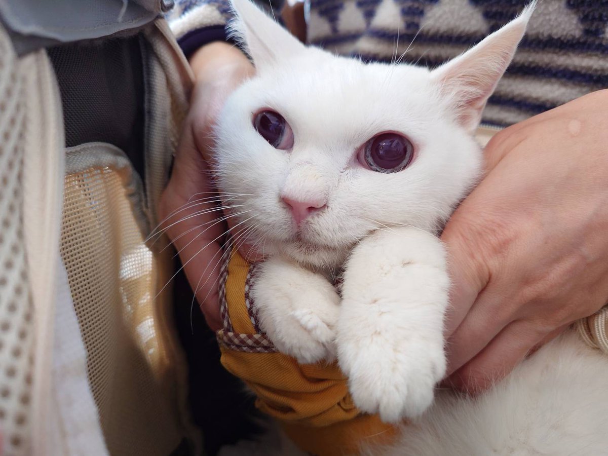 やせねこ様 猫さん Buy ZX 700 - B34330 | GOAT