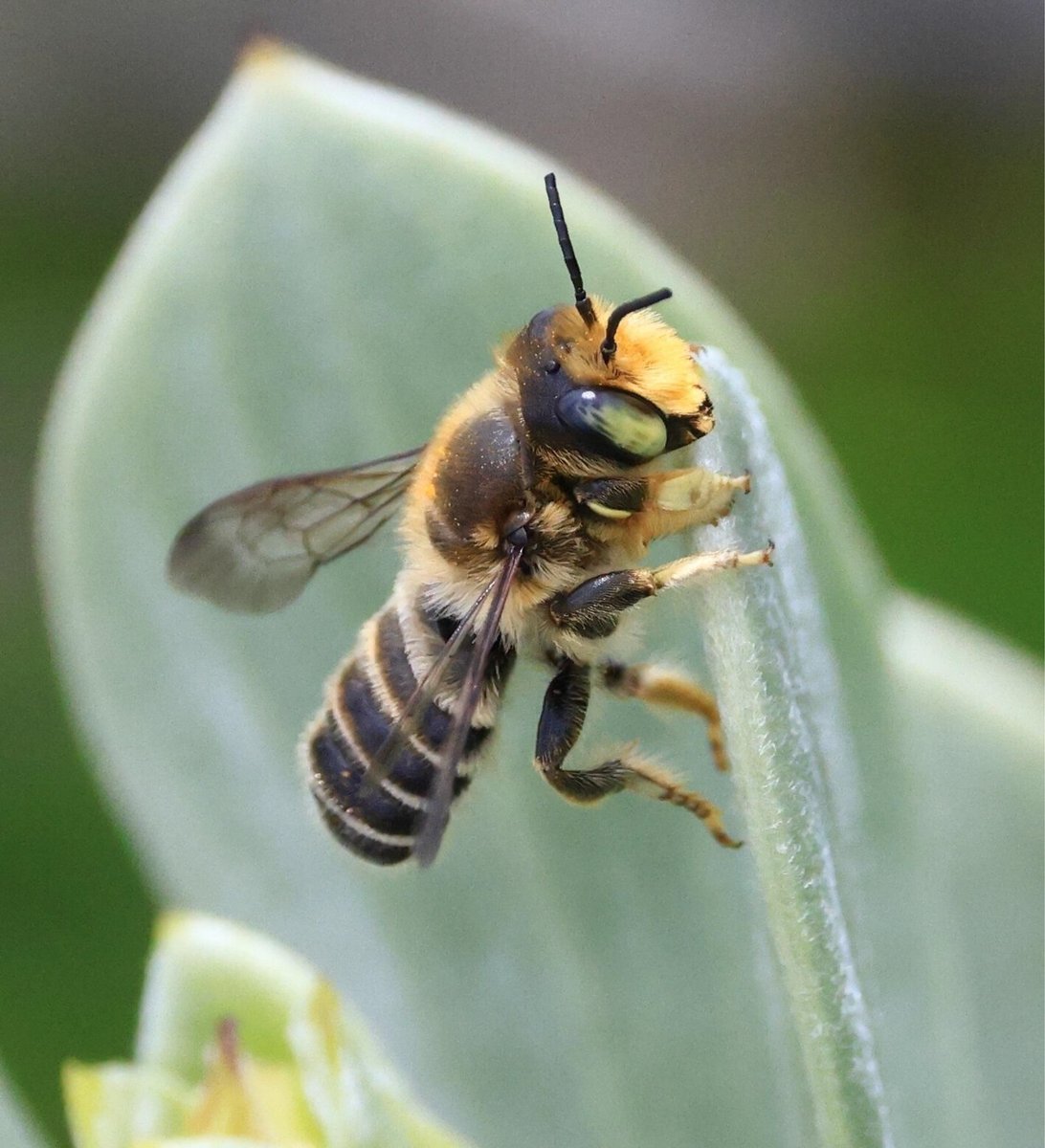 Insect Conservation and Diversity (@insectdiversity) on Twitter photo #EarlyView👀 research by @jenn_drose and colleagues:
Evolutionary genomics analysis reveals a unique lineage of leafcutter bee Megachile pruina found in an isolated population in Bermuda
#OpenAccess #OriginalArticle⬇️
doi.org/10.1111/icad.1…
<a href="/Royentsoc/">Royal Entomological Society</a> <a href="/WileyEcolEvol/">Wiley Ecology & Evolution</a> #EarlyView👀 research by @jenn_drose and colleagues:
Evolutionary genomics analysis reveals a unique lineage of leafcutter bee Megachile pruina found in an isolated population in Bermuda
#OpenAccess #OriginalArticle⬇️
doi.org/10.1111/icad.1…
<a href="/Royentsoc/">Royal Entomological Society</a> <a href="/WileyEcolEvol/">Wiley Ecology & Evolution</a>