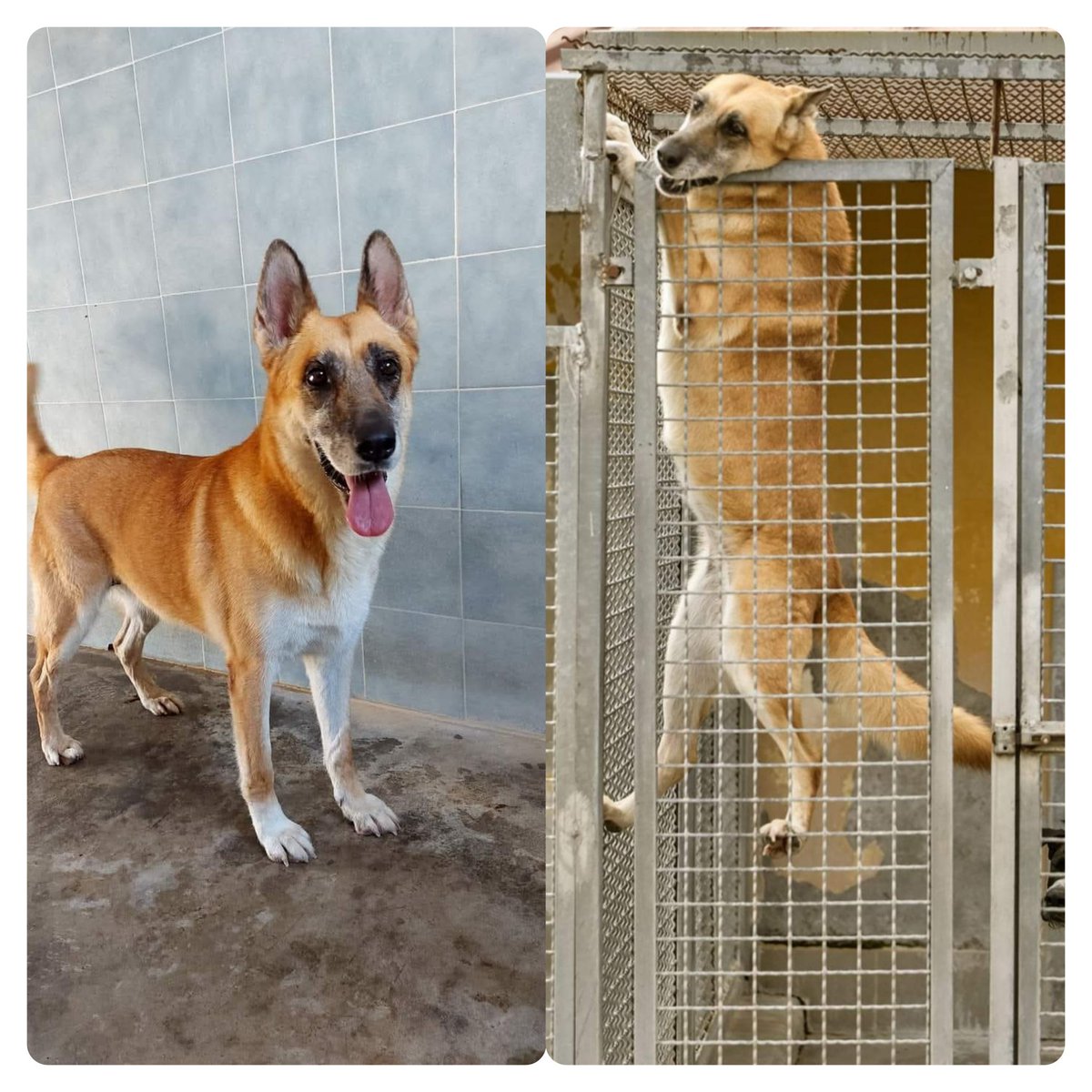 tiziana_55's tweet photo. Ricevo😥HO SMESSO DI PUBBLICARLA ...
ILLUDERE LEI E ILLUDERE NOI A CHE SERVE ....PRIMA DI ACQUISTARE UN CANE DI TG MEDIA A NATALE RICORDATEVI DI LEI,VICKY, SONO 5 ANNI CHE PROVA A SUPPLICARE ARIA DI LIBERTÀ....
CANILE DI NOCERA INFERIORE Monica Esposito 348 683 9811 https://t.co/6aGkz9s1p2