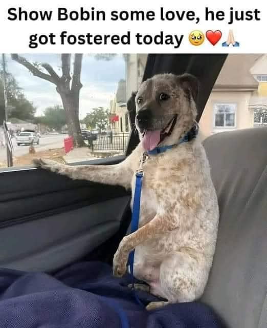 DogLovers03's tweet photo. https://t.co/8McvyhrsQU