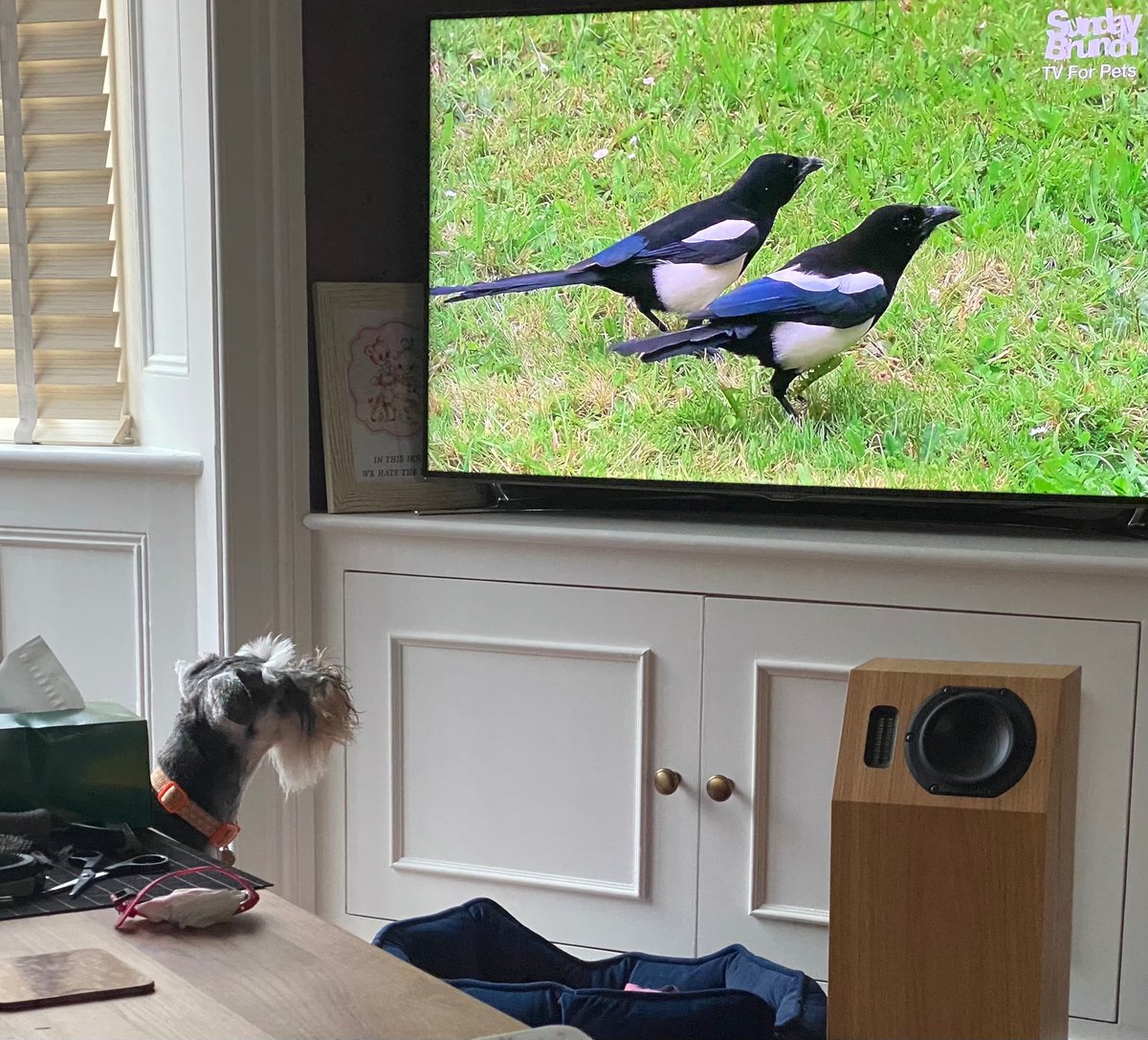 m1nK1e's tweet photo. @SundayBrunchC4 
Pebbles, 17 month old miniature schnauzer from Co Durham. She loves bird watching. https://t.co/TePybO5xCV