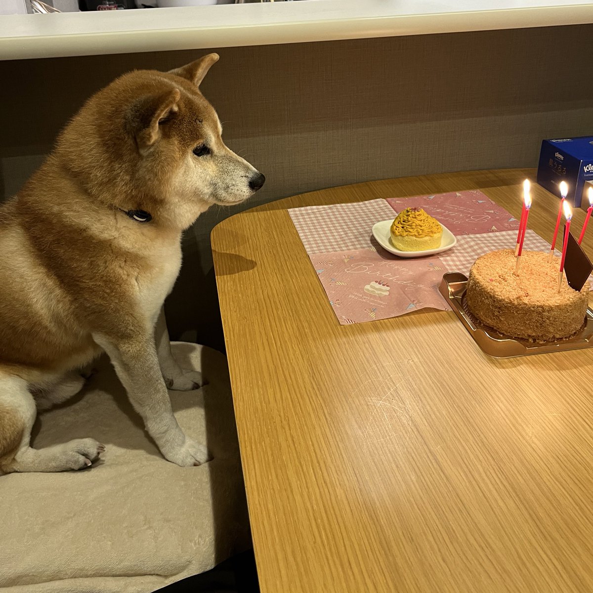DogdiaryGeneral's tweet photo. 【🎂社長の誕生会🐾】

犬用ケーキでお祝い🎉
自分ではろうそくを消せないので、部下が代行🕯️💨
でも、煙が社長の方に行くのは想定外だったようです😅

#犬用ケーキ #誕生日お祝い #14歳 #犬好きさんと繋がりたい https://t.co/0GXgWLVgWk