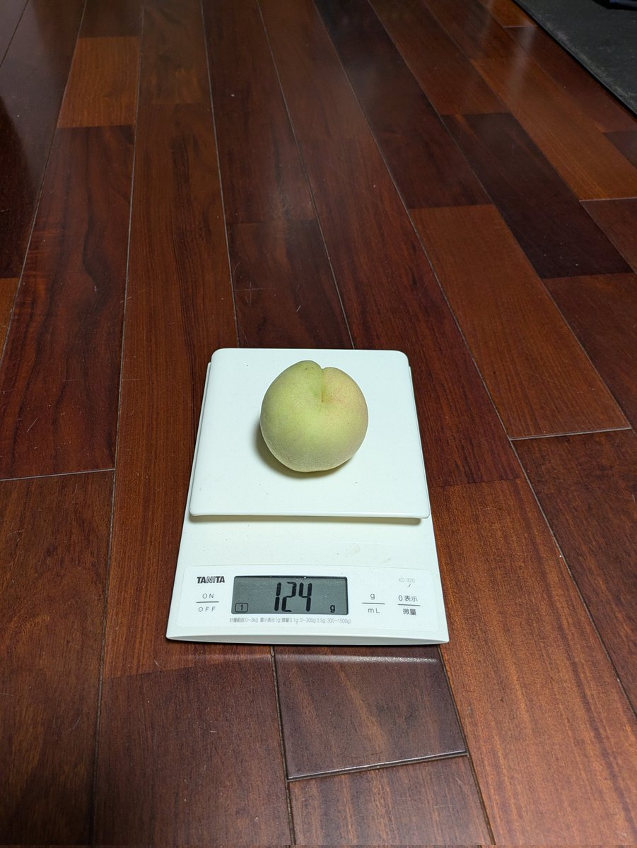 fruits_ozora's tweet photo. 冬桃がたりを収穫しました。総社の直売所では200g以上有りそうなものが結構並んでいましたが、うちの桃は小さいです。
後は味が良ければいいのですが?
明日、食べてみたいと思います。
#冬桃がたり　#収穫 https://t.co/ctu1w5g4eD