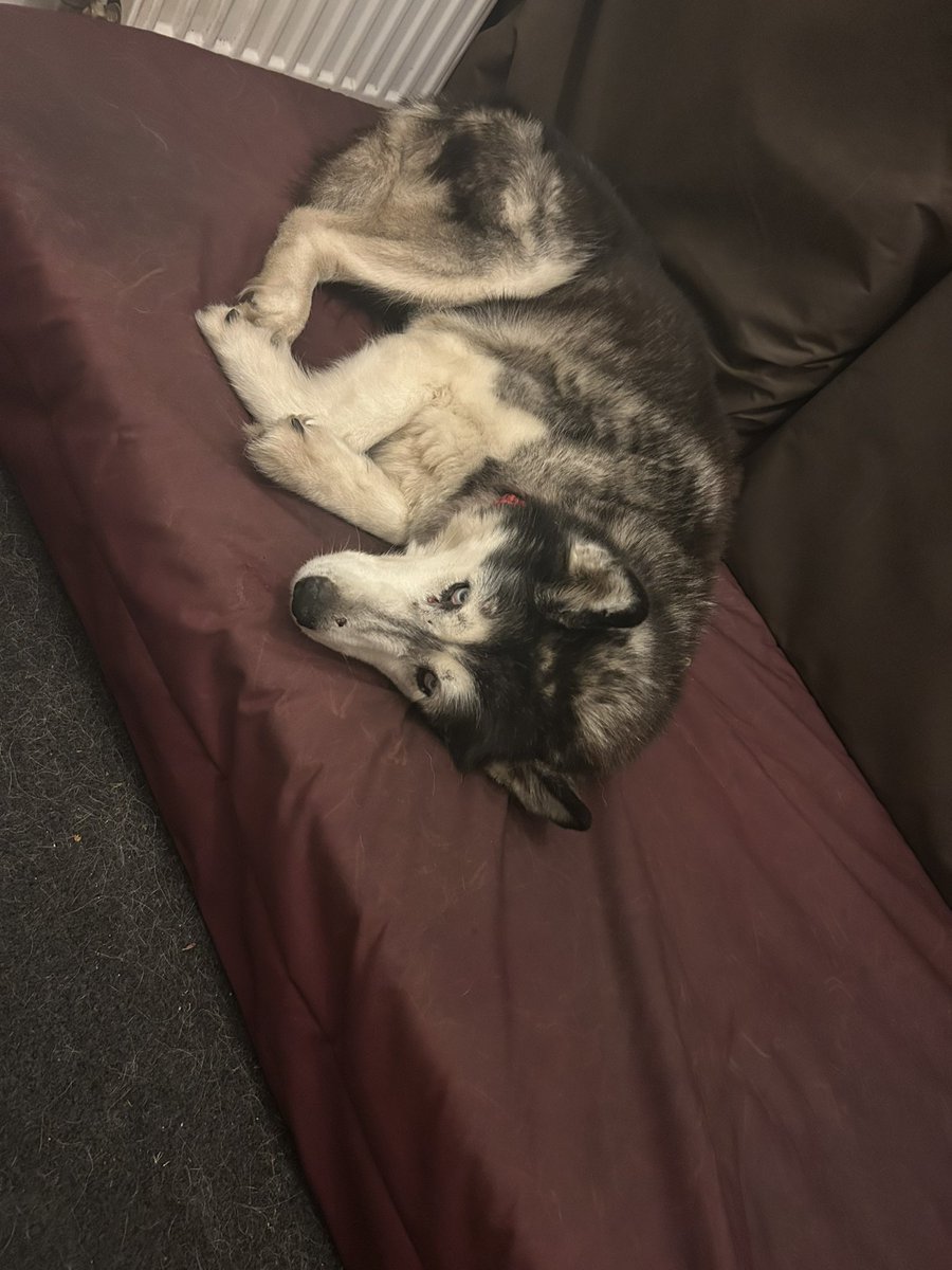 TheCathWalls's tweet photo. #tweetsofdogs my old girl Myah is nearly 15 and I think she’s on her last legs now 🥲 she’s been the most amazing dog and huskies aren’t for the faint hearted. https://t.co/sKL5SIJ1Us