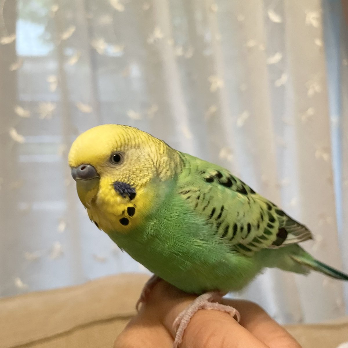 201812sora's tweet photo. 一度そらちゃんに似たインコの目撃情報があり、何度も探しに行ったのですがまだ見つけられていません😢
そらちゃんに会いたい気持ちでいっぱいです。
少しでも情報があれば連絡お願いします🙇🏻‍♀️
#大阪府 #迷子 #迷子鳥 #迷子インコ #迷子セキセイインコ #インコ https://t.co/JunpV9NB9Q