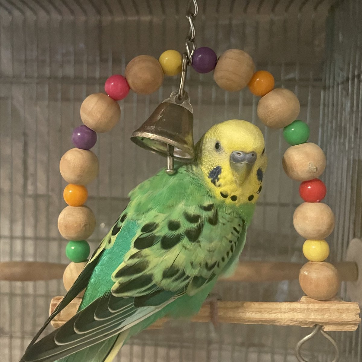 201812sora's tweet photo. 一度そらちゃんに似たインコの目撃情報があり、何度も探しに行ったのですがまだ見つけられていません😢
そらちゃんに会いたい気持ちでいっぱいです。
少しでも情報があれば連絡お願いします🙇🏻‍♀️
#大阪府 #迷子 #迷子鳥 #迷子インコ #迷子セキセイインコ #インコ https://t.co/JunpV9NB9Q