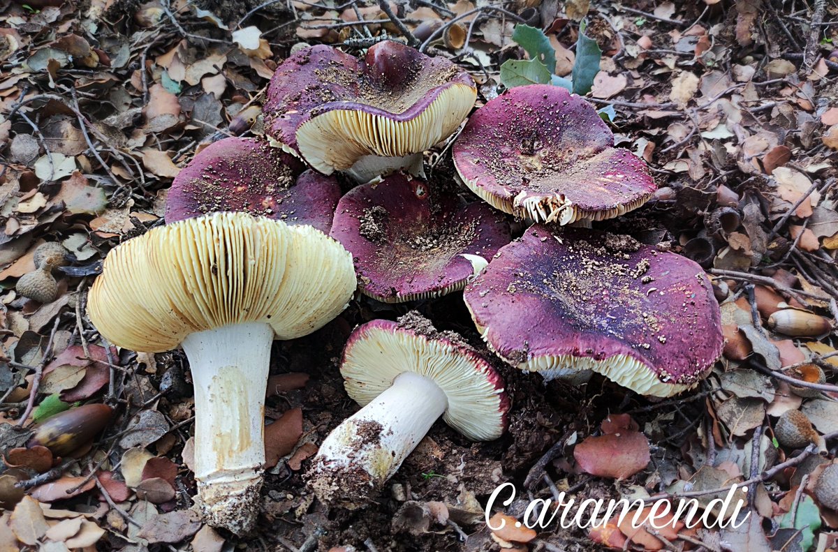 💥 Russula graveolens

Aquí podemos observar la variabilidad cromática en las setas. Presenta un olor característico que recuerda al marisco en mal estado y cuya reacción con el sulfato ferroso es verdosa al contacto. Al rasgar el pie, este oxida ligeramente a tonos amarillos.