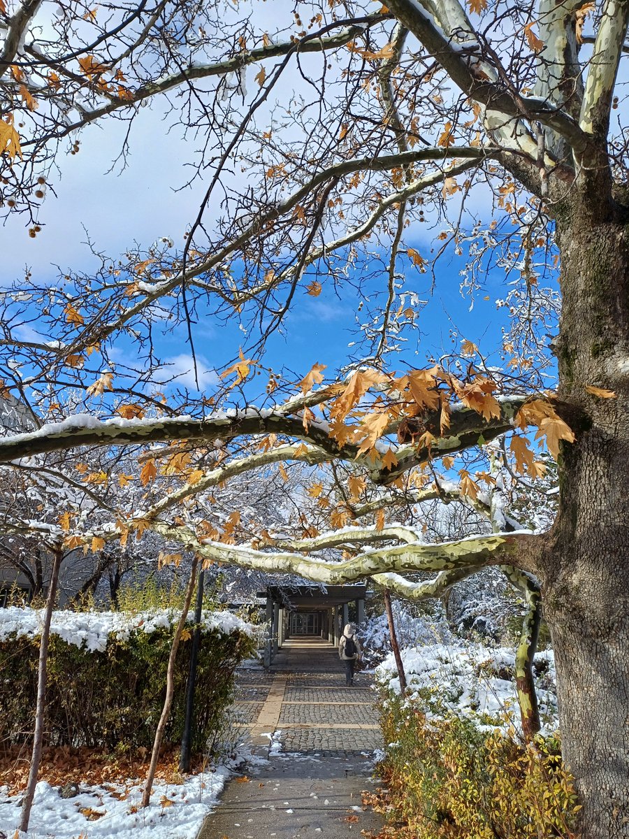METU_ODTU's tweet photo. First snowfall of the year on campus 🌨️❄️

📸 Zeynep Beste Dayıoğlu / Industrial Design

#snowfall #ODTÜ #METU #OrtaDoğuTeknikÜniversitesi #MiddleEastTechnicalUniversity https://t.co/IT92oLdNl4