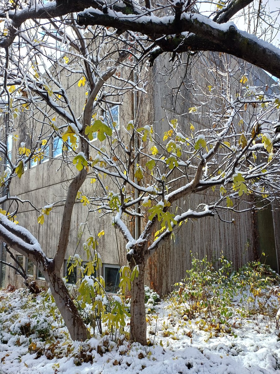 METU_ODTU's tweet photo. First snowfall of the year on campus 🌨️❄️

📸 Zeynep Beste Dayıoğlu / Industrial Design

#snowfall #ODTÜ #METU #OrtaDoğuTeknikÜniversitesi #MiddleEastTechnicalUniversity https://t.co/IT92oLdNl4
