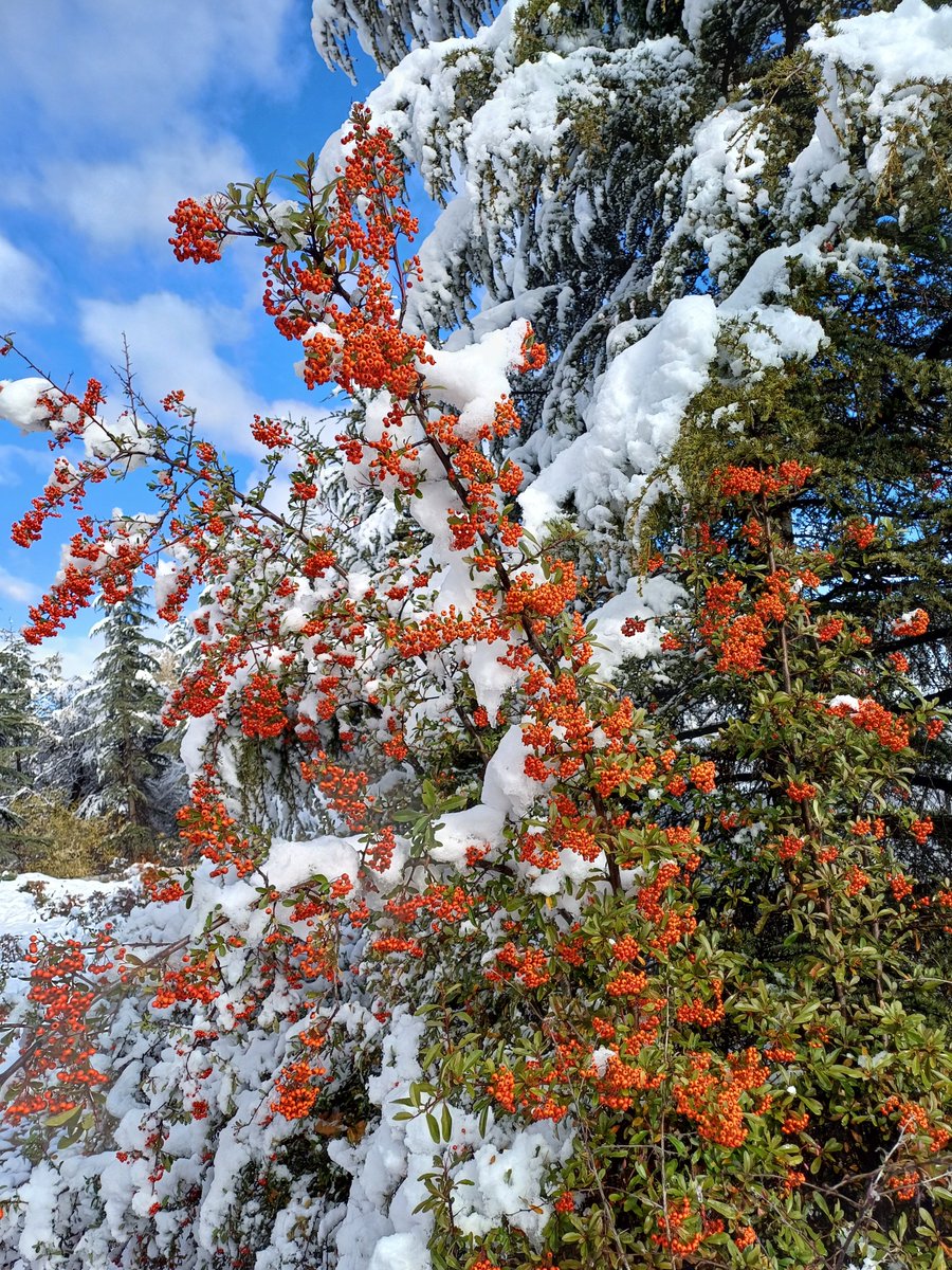 METU_ODTU's tweet photo. First snowfall of the year on campus 🌨️❄️

📸 Zeynep Beste Dayıoğlu / Industrial Design

#snowfall #ODTÜ #METU #OrtaDoğuTeknikÜniversitesi #MiddleEastTechnicalUniversity https://t.co/IT92oLdNl4
