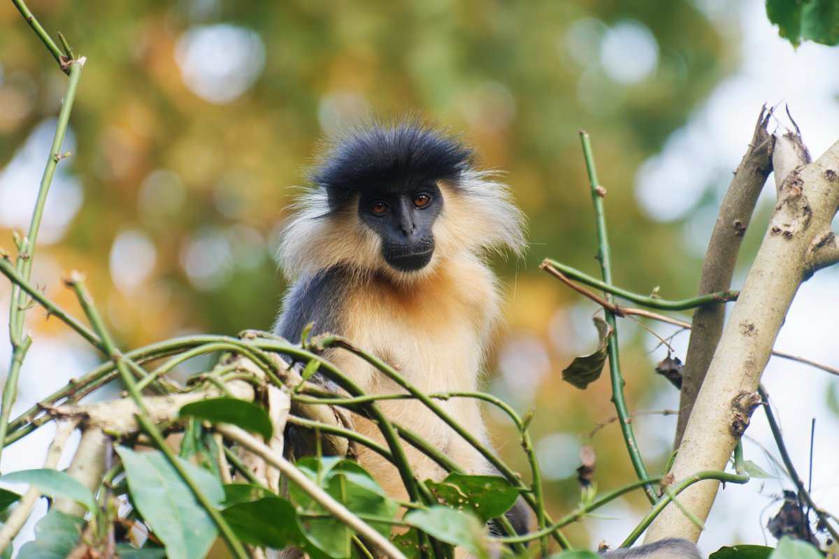ShivaJmc12's tweet photo. The Innocent Eyes squeezes the Heart!๐
Nationally protected Species!!!
#Cappedlangur @pargaien #indiaves @Natures_Voice #ThePhotoHour #BBCWildlifePOTD @AnimalPlanet @NikonUSA @Discovery @BNHSIndia #NatGeoIndia @BBCEarth @WildlifeMag @worldatlas #Wildlife #photography #monkey https://t.co/vntUdrSspL