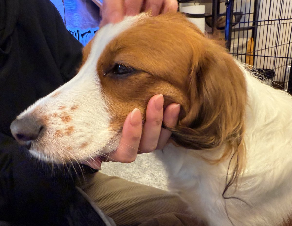 RoseSalt3's tweet photo. 子犬お迎えした！
4人家族になりました〜
しばらくゲームはお預けかなw https://t.co/NvMlEOihNu