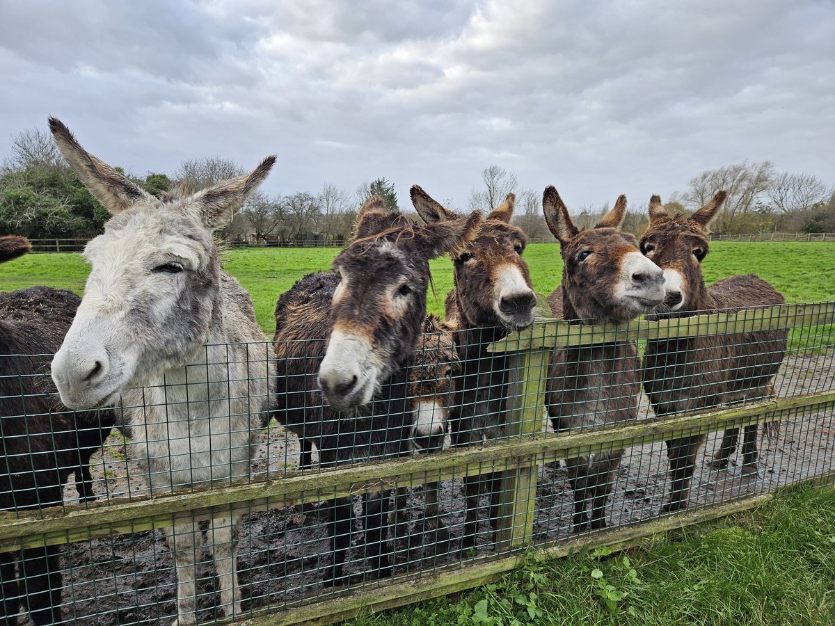 Kmbrow's tweet photo. Donkeys this morning... https://t.co/QBTW8fntWg
