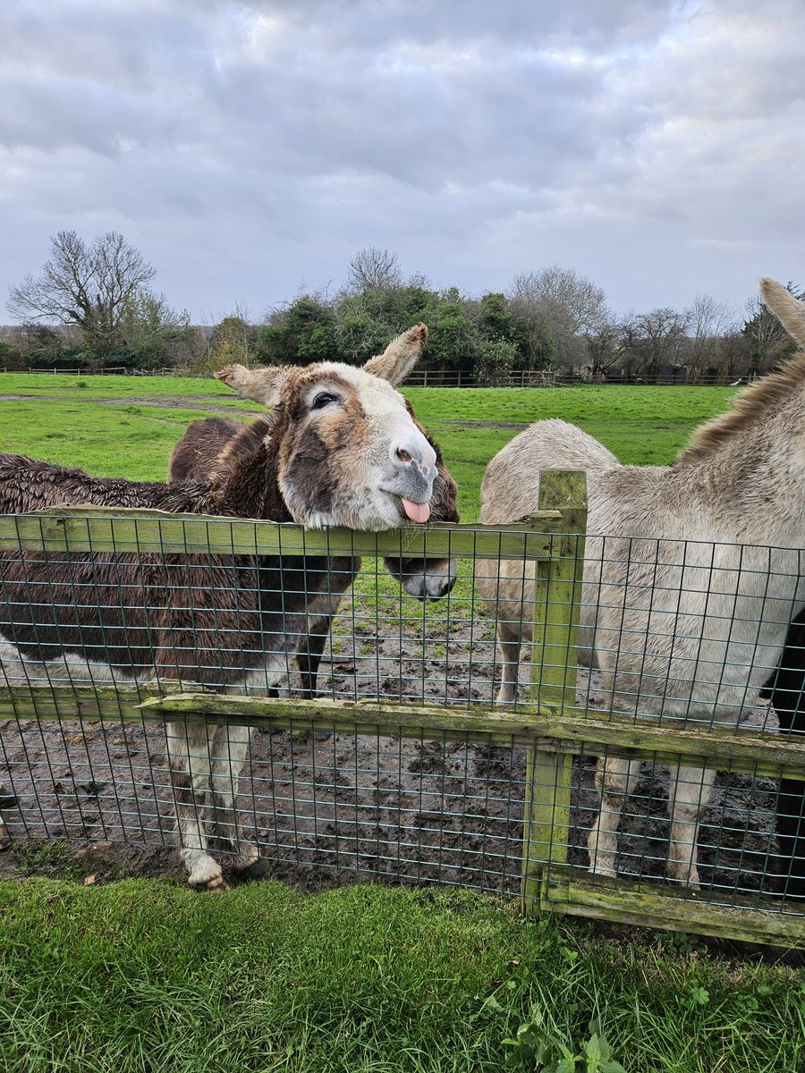 Kmbrow's tweet photo. Donkeys this morning... https://t.co/QBTW8fntWg