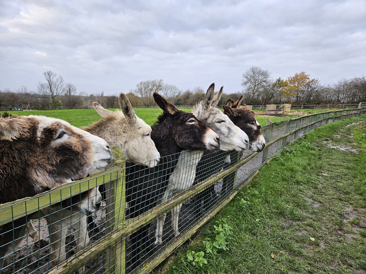 Kmbrow's tweet photo. Donkeys this morning... https://t.co/QBTW8fntWg
