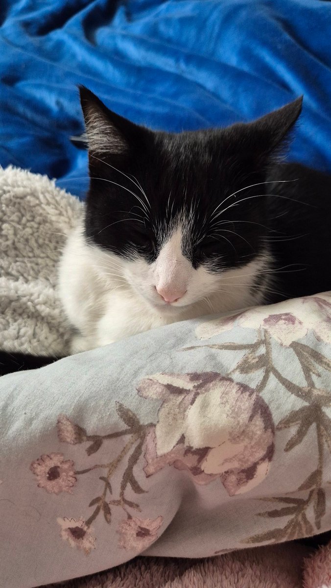 aka_layla's tweet photo. #SnugglySunday https://t.co/qwVe2vK6R8