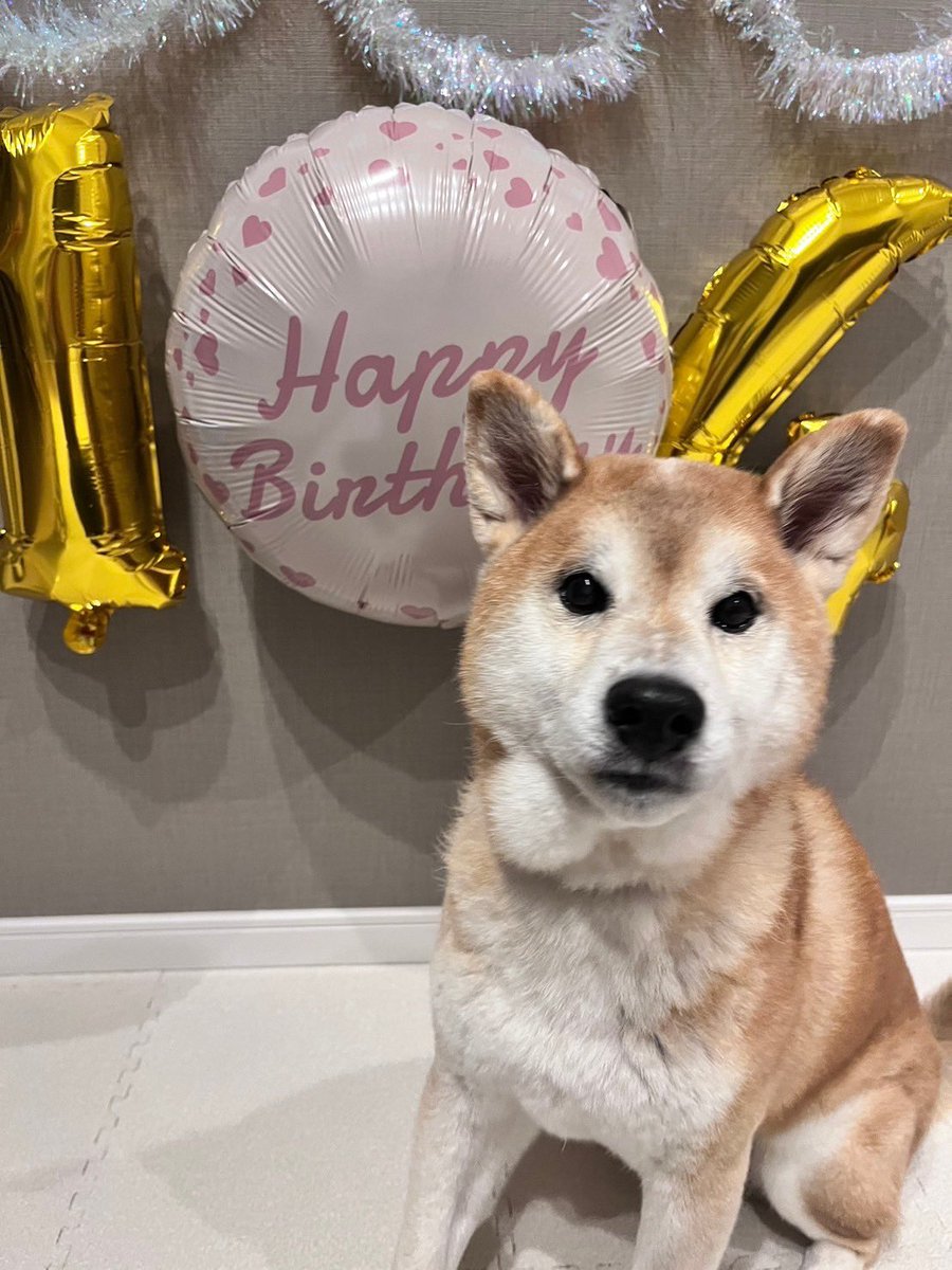 DogdiaryGeneral's tweet photo. 【🎉いよっ、社長🎉】

今日の主役です🐾

14歳になった社長、これからもよろしくお願いします！

#主役登場 #犬好きさんと繋がりたい #誕生日おめでとう https://t.co/VCj3geLj2o