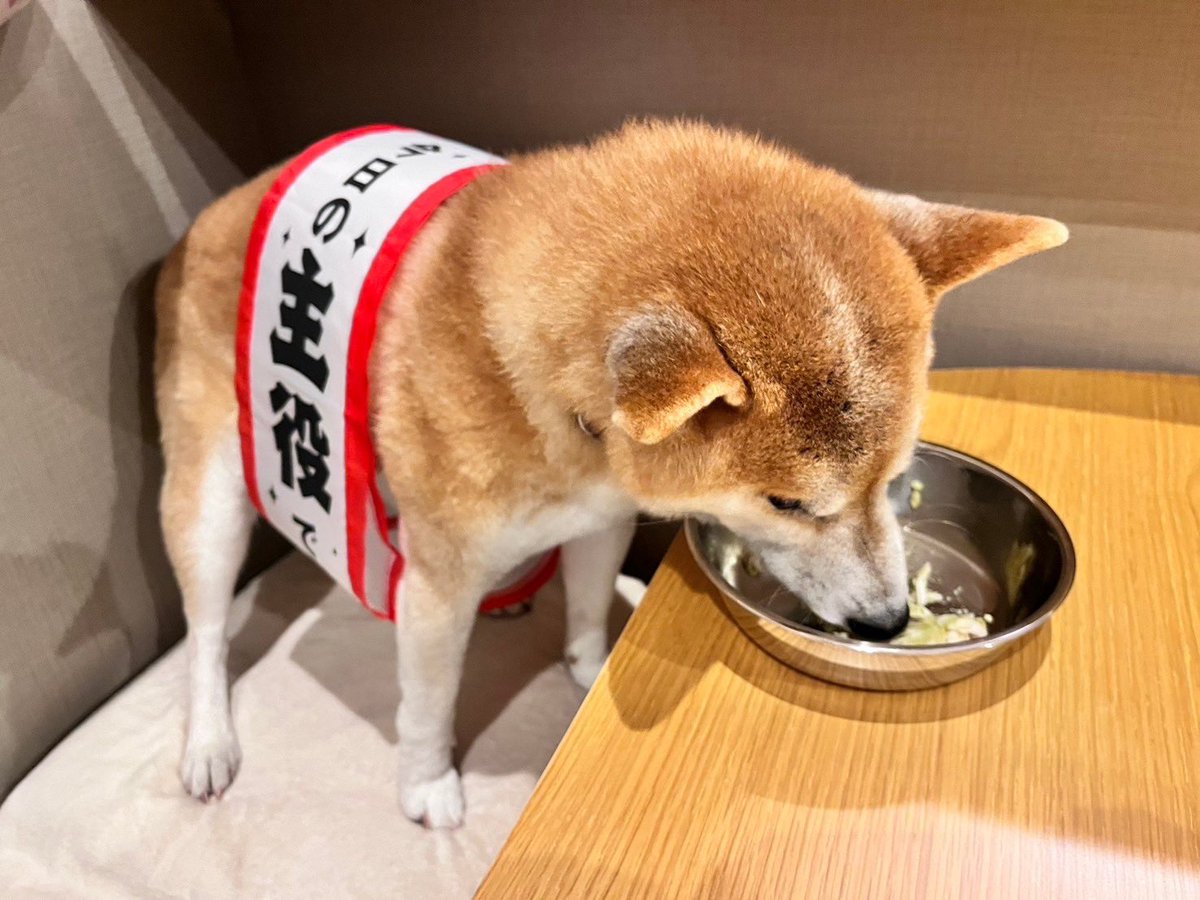 DogdiaryGeneral's tweet photo. 【🎉いよっ、社長🎉】

今日の主役です🐾

14歳になった社長、これからもよろしくお願いします！

#主役登場 #犬好きさんと繋がりたい #誕生日おめでとう https://t.co/VCj3geLj2o