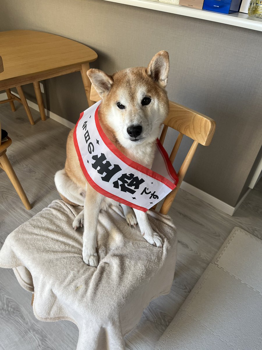 DogdiaryGeneral's tweet photo. 【🎉いよっ、社長🎉】

今日の主役です🐾

14歳になった社長、これからもよろしくお願いします！

#主役登場 #犬好きさんと繋がりたい #誕生日おめでとう https://t.co/VCj3geLj2o