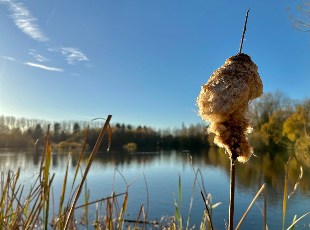 RadleyLakes's tweet photo. Stunning snaps from @MadameFlora of a sunny #radleylakes from just two days ago! ☀️
#autumn #autumnsunshine #oxfordshire #abingdon #oxfordshirewildlife https://t.co/oYuvNopejH