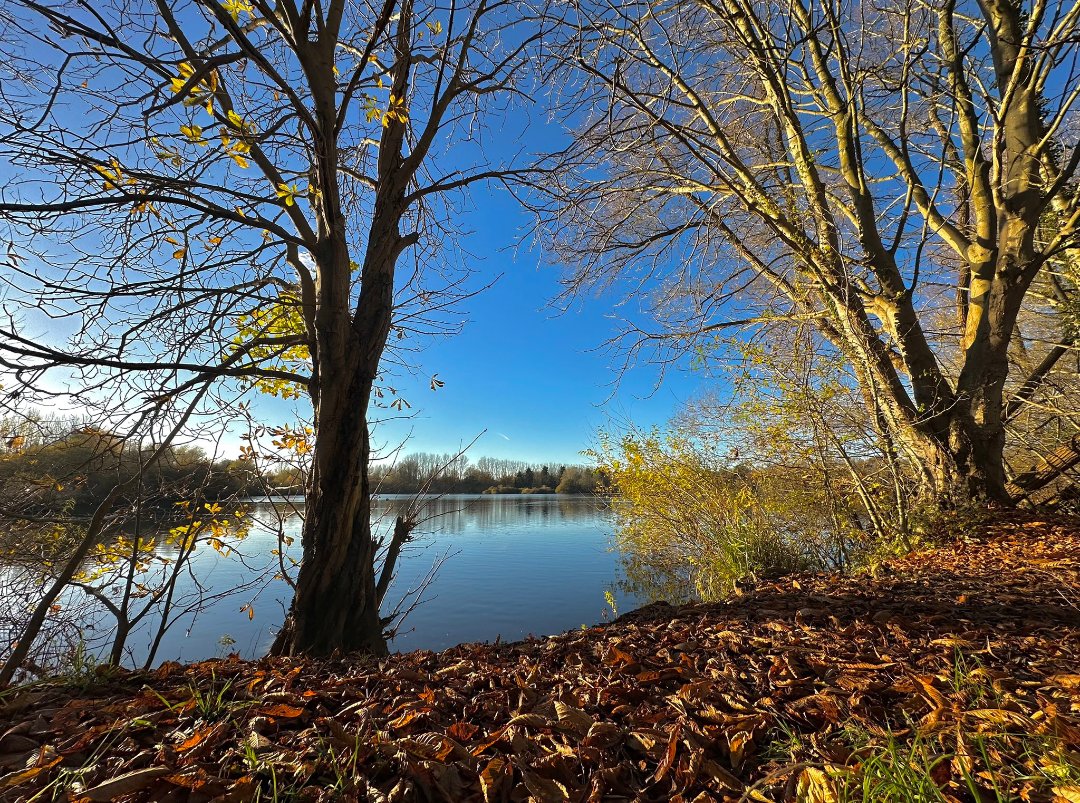 RadleyLakes's tweet photo. Stunning snaps from @MadameFlora of a sunny #radleylakes from just two days ago! ☀️
#autumn #autumnsunshine #oxfordshire #abingdon #oxfordshirewildlife https://t.co/oYuvNopejH