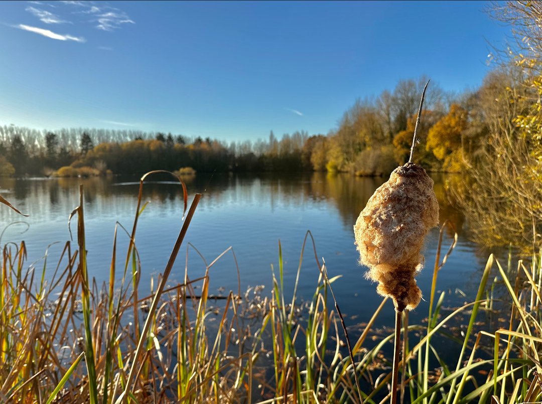 RadleyLakes's tweet photo. Stunning snaps from @MadameFlora of a sunny #radleylakes from just two days ago! ☀️
#autumn #autumnsunshine #oxfordshire #abingdon #oxfordshirewildlife https://t.co/oYuvNopejH